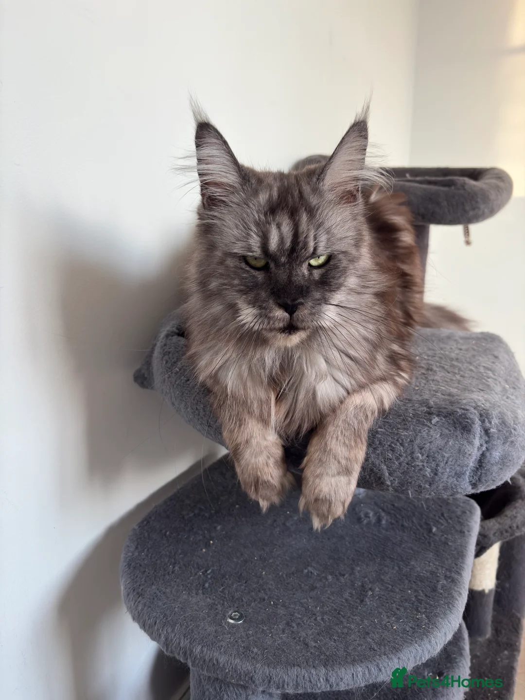 Maine Coon cats for sale: Maine coon kittens - Advert 7