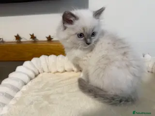 Ragdoll cats 🌸Extensively health tested Tica Ragdoll kittens🌸 - Advert 2