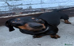 Miniature Dachshund dogs for stud: Miniature Dachshund for Stud - Black & Tan -  - Image 4