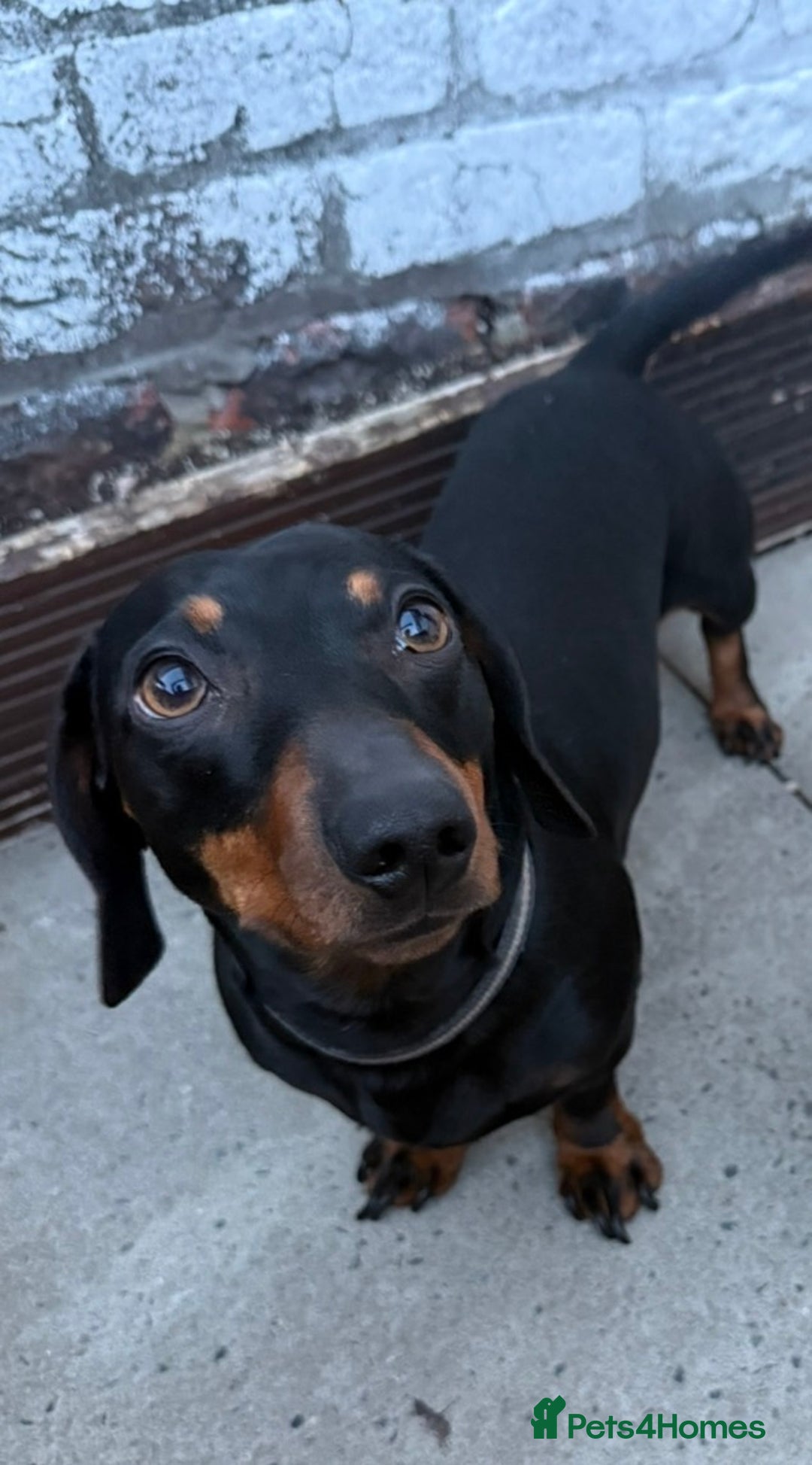 Miniature Dachshund dogs for stud: Miniature Dachshund for Stud - Black & Tan -  - Image 4