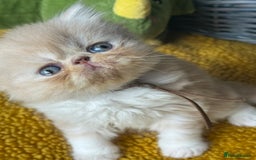 Exotic cats for sale: Superb GCCF Exotic kittens Health Tested parents - Image 34