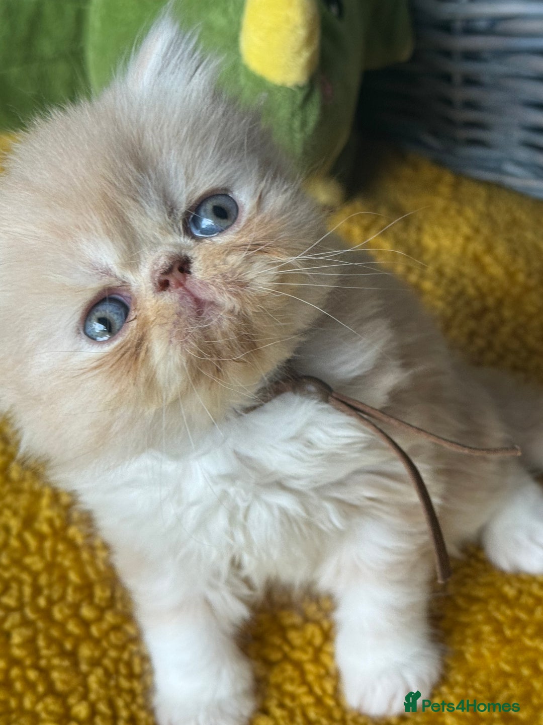 Exotic cats for sale: Superb GCCF Exotic kittens Health Tested parents - Image 34