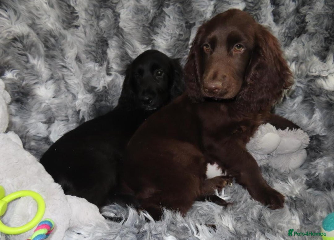 Cocker Spaniel dogs for sale: 🏆BEAUTIFUL COLOURS 🏆 SHOW TYPE COCKER SPANIELS - Image 23