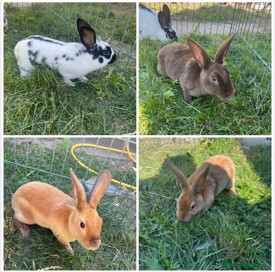 Rex rabbits Red mixed bunnies  - Advert 14