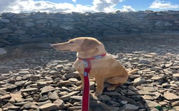 Labrador Retriever dogs for sale: Working Lab For sale to professional home only!  - Image 7