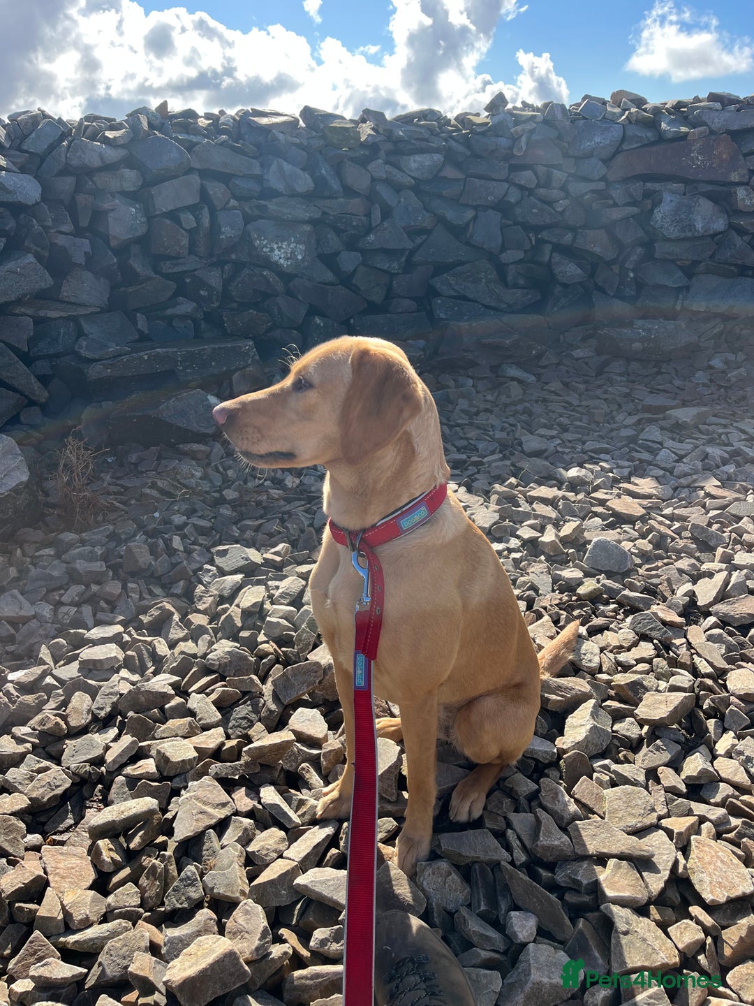 Labrador Retriever dogs for sale: Working Lab For sale to professional home only!  - Image 7
