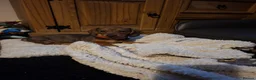 Miniature Dachshund dogs for sale: 2 Shaded Red miniature dachshund puppies (male) in Whitchurch - Advert 3