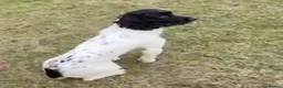 English Springer Spaniel dogs for sale: IR FTCH Sired springer spaniel puppies  in Swaffham - Advert 7