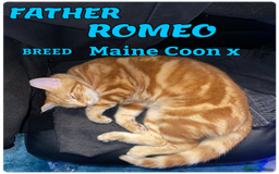 Mixed Breed cats for sale: cross breed Scottish fold cross main coon  - Image 3