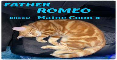 Mixed Breed cats - Advert 5