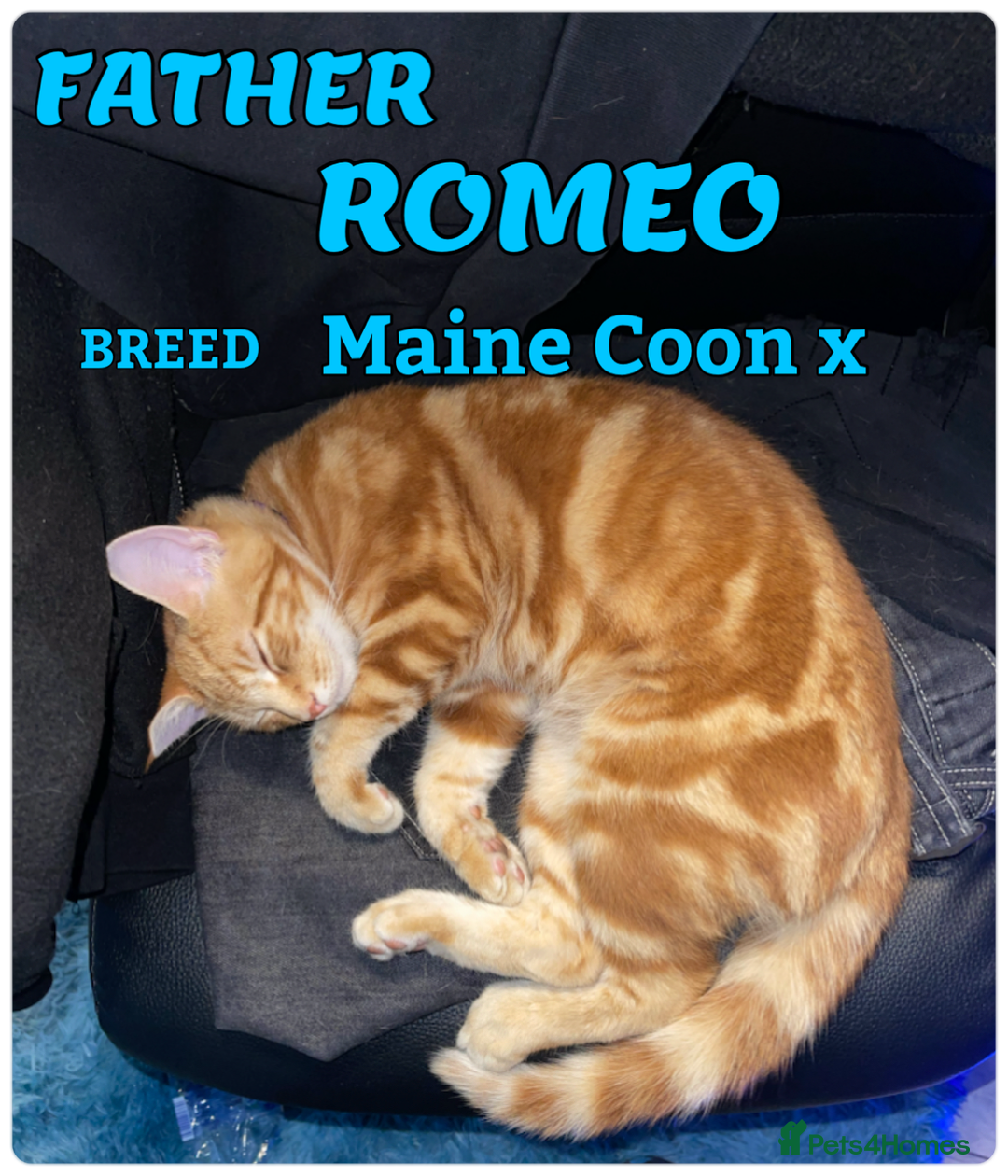 Mixed Breed cats for sale: cross breed Scottish fold cross main coon  - Image 3