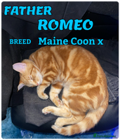 Mixed Breed cats - Advert 5