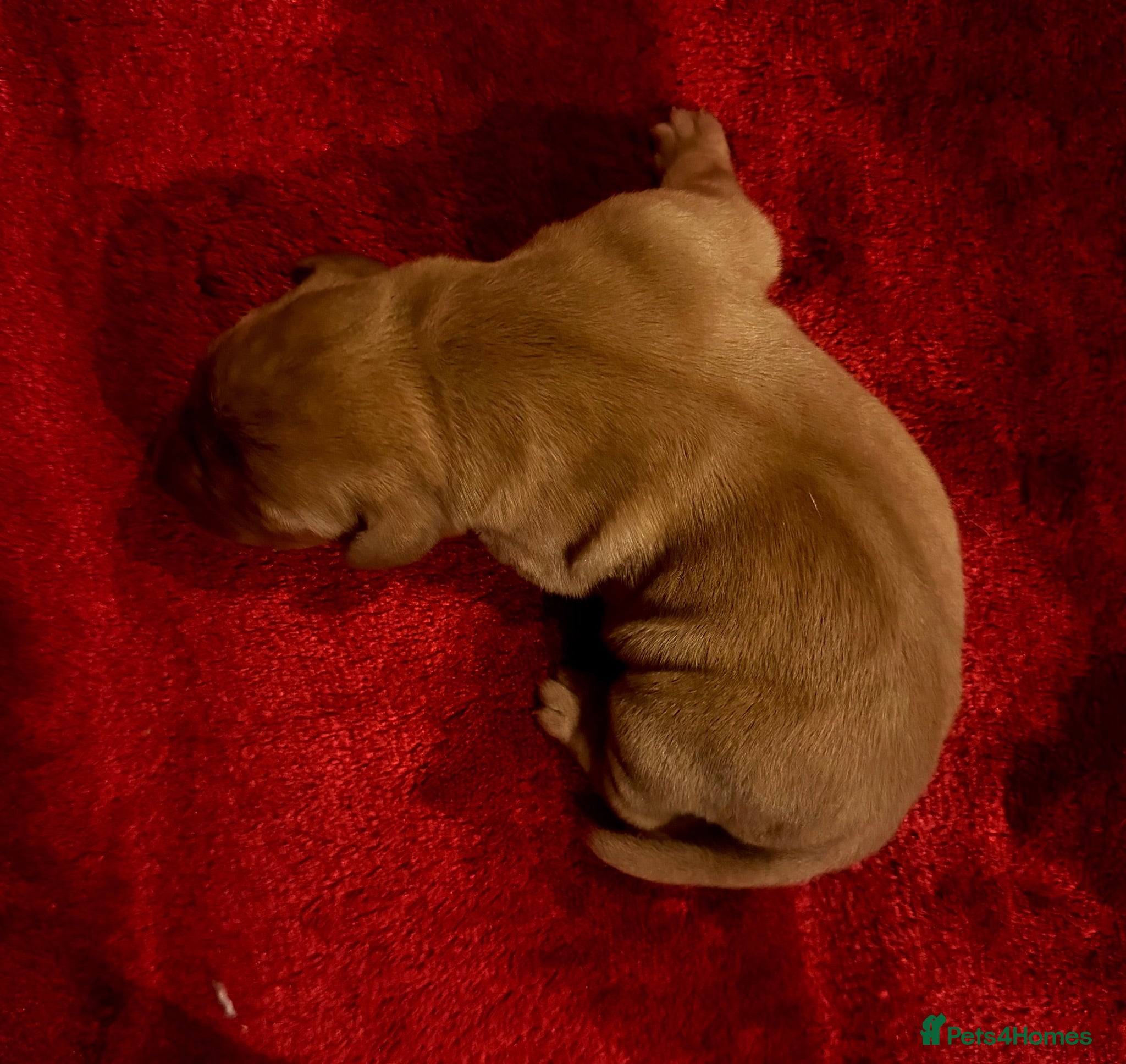 Labrador Retriever dogs KC FTCH WORKING FOX RED LABRADOR’S - Advert 2