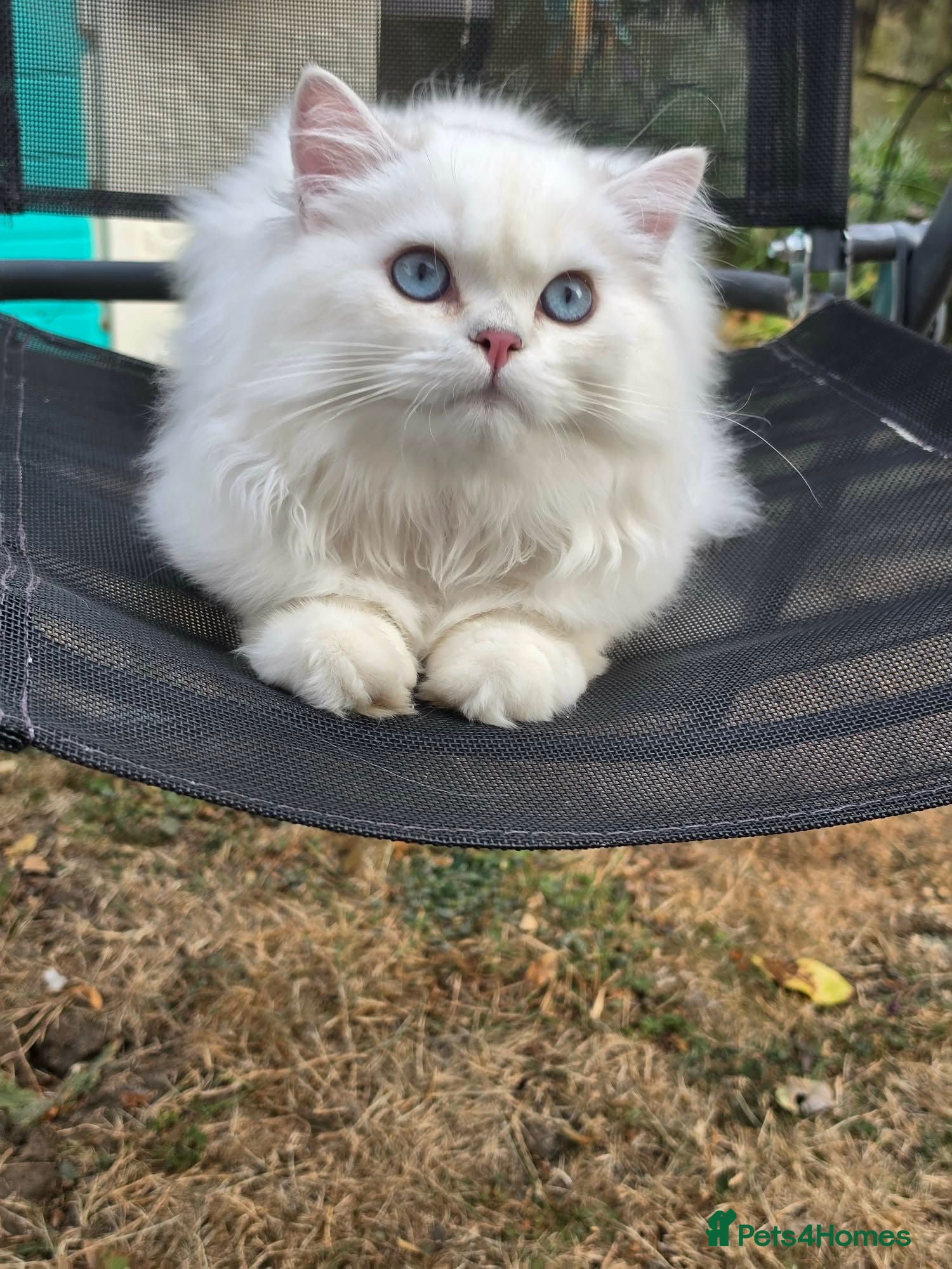 British Longhair cats Champion Line British Longhair Cats🐱 - Advert 2