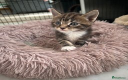 Maine Coon cats for sale: Gorgeous Maine Coon Cross Kittens - Image 24