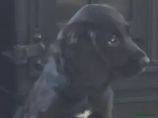 Cocker Spaniel dogs Cockerspaniel pups ready now quick sale - Advert 9