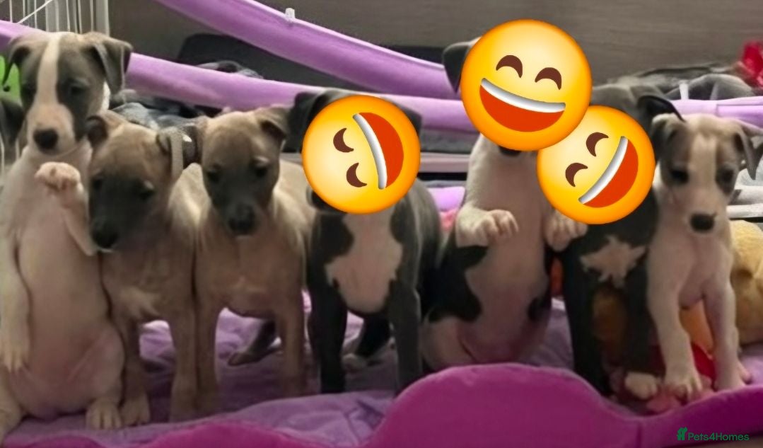 Whippet dogs The 4 most precious!Kc boys wippets 🐶    - Advert 2