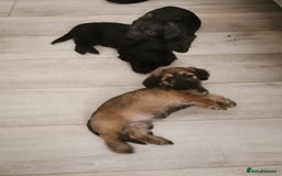 Mixed Breed dogs for sale: Little bundles of schweenie love!  - Image 1
