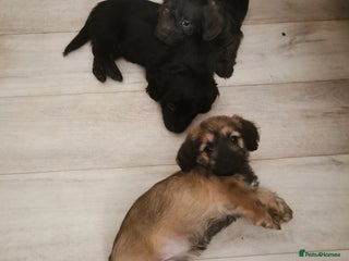 Mixed Breed dogs - Advert 2