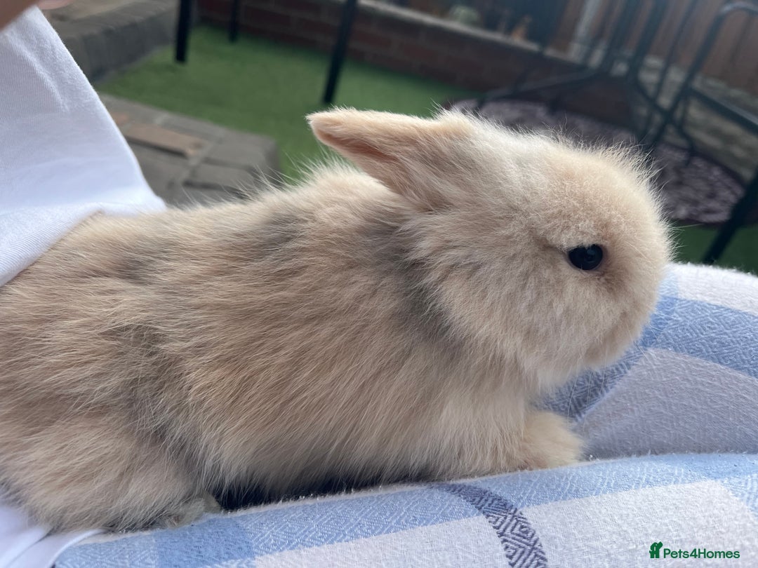 Lionhead rabbits for sale: Lionhead bunnies  - Image 21