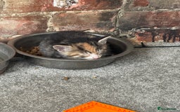 Mixed Breed cats for sale: Part Bengal Ginger Kittens for Sale - READY NOW - Image 10