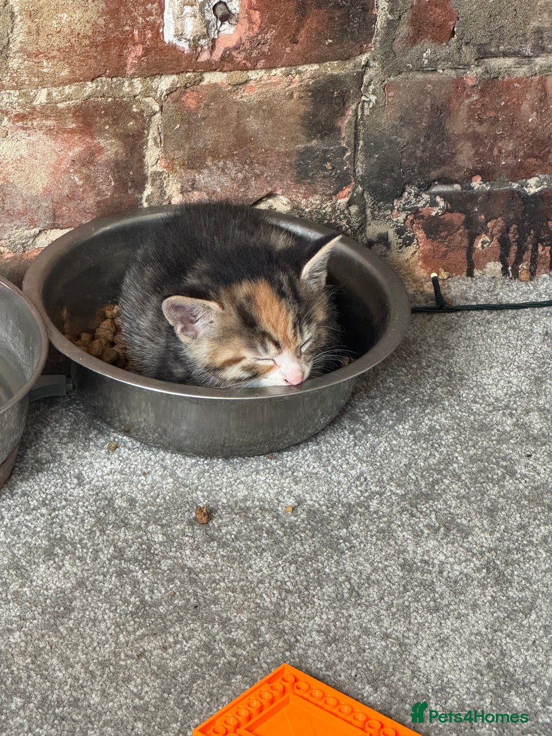 Mixed Breed cats for sale: Part Bengal Ginger Kittens for Sale - READY NOW - Image 10