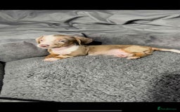 Miniature Dachshund dogs for sale: Miniature dachshund puppies   - Image 2