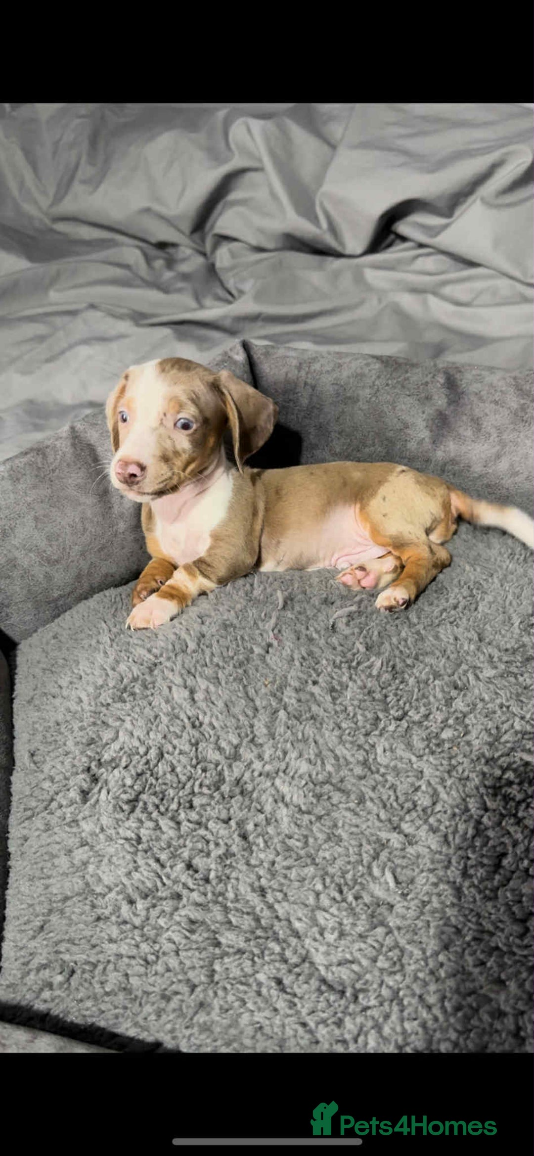 Miniature Dachshund dogs for sale: Miniature dachshund puppies   - Image 2