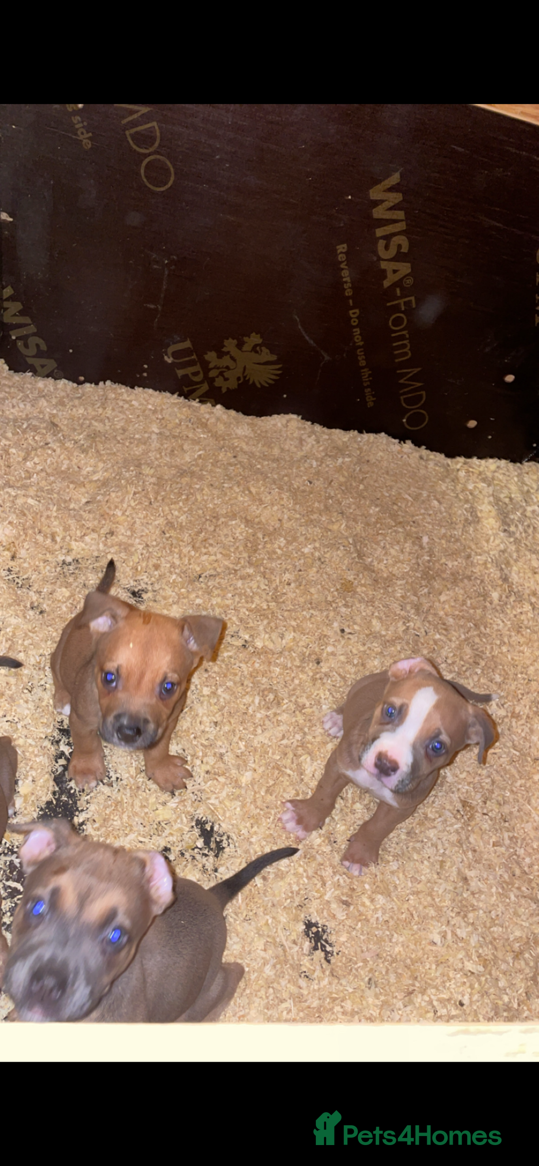 Mixed Breed dogs for sale: American bully cross bullmastiff  - Advert 5