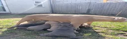 Staffordshire Bull Terrier dogs for sale: Pure blue staffy pups  - Advert 31