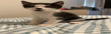 Male kitten