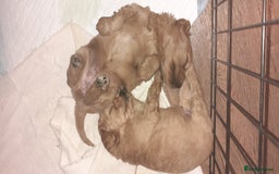 Mixed Breed dogs for sale: 1 boy and 1 girl left - Image 22