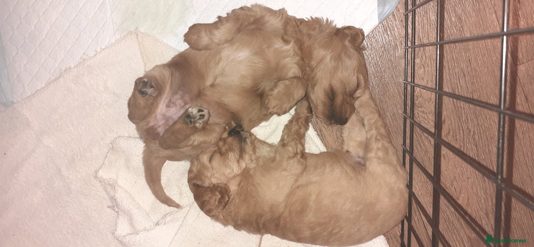 Mixed Breed dogs for sale: 1 boy and 1 girl left - Image 22