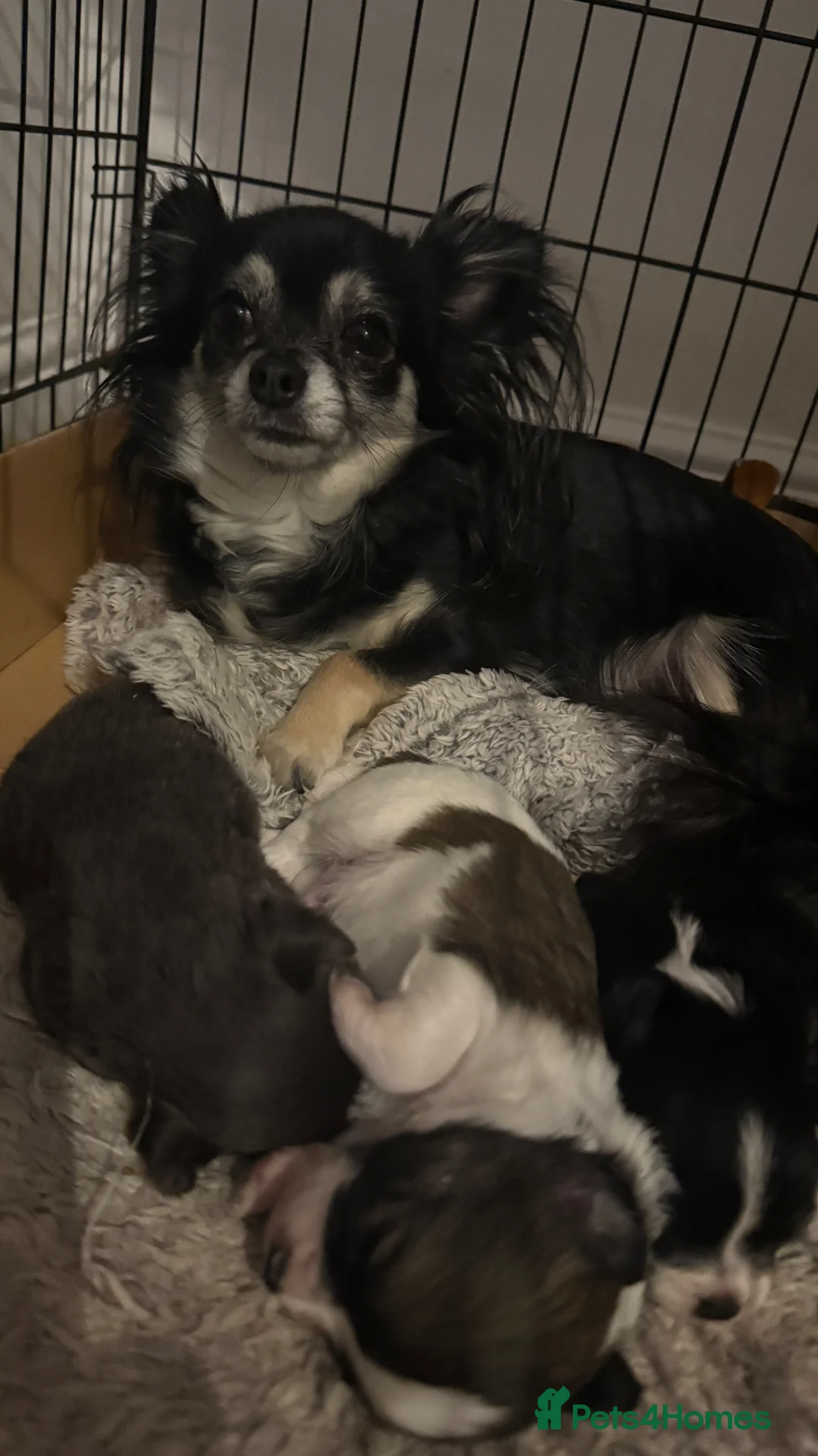 Chihuahua dogs for sale: Long haired Blue chihuahua boy - Advert 2