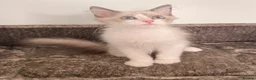 Siberian cats for sale: Full breed Siberian kittens ready now! - Advert 5