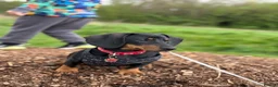 Dachshund dogs for sale: Kiki  - Advert 5