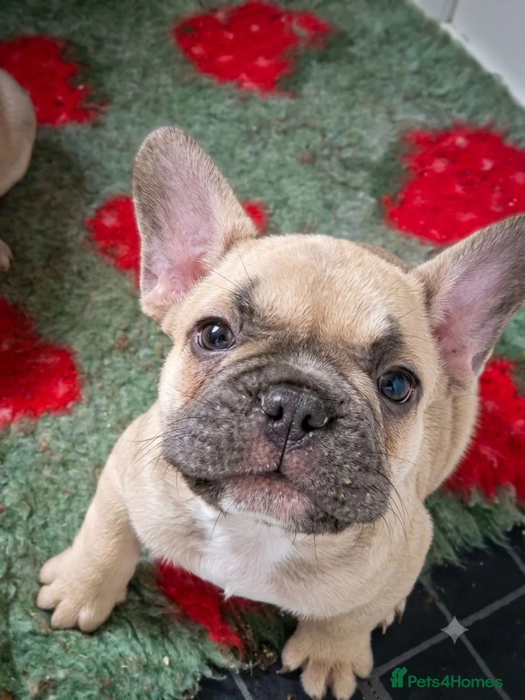 French Bulldog dogs for sale: REDUCED 8 week old Frenchie Male - Ready Now - Advert 1