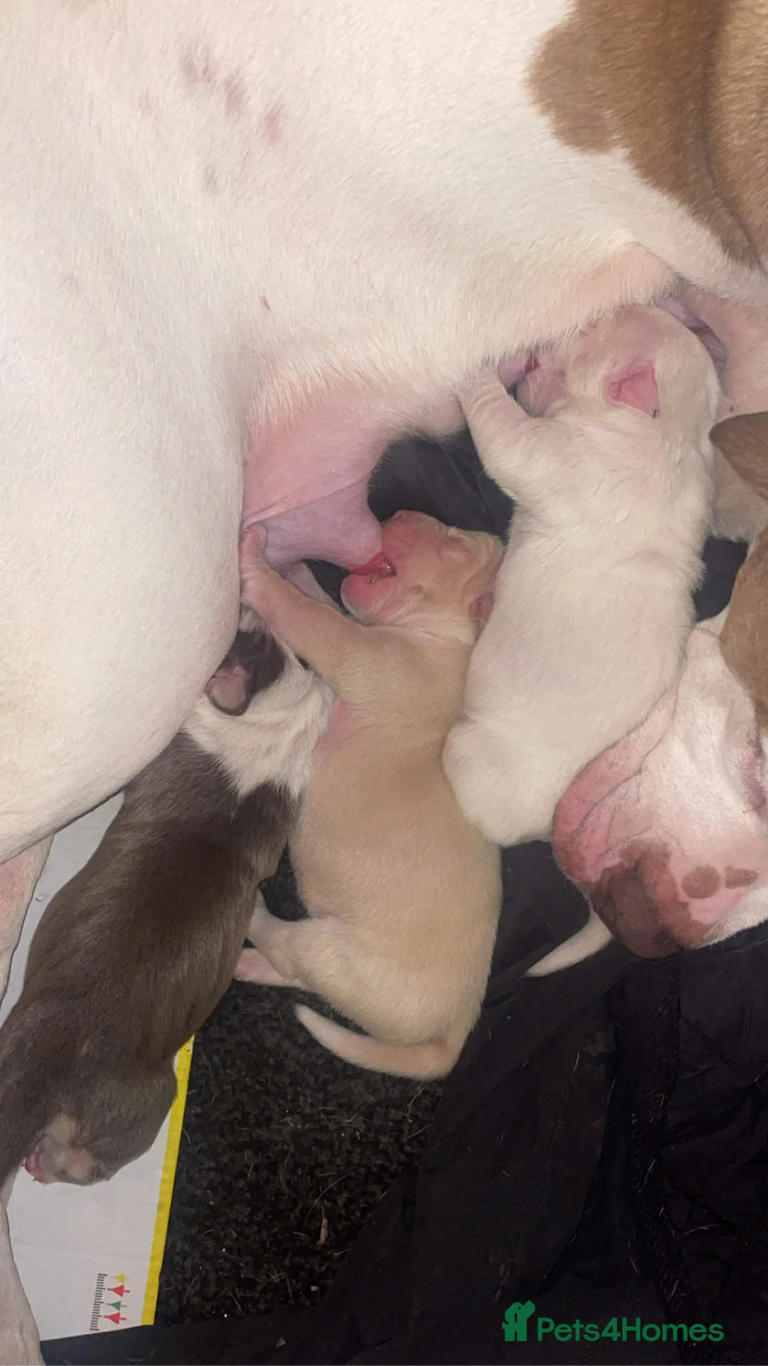 American Bull Staffy dogs for sale: Beautiful pups 4boys 2girls  **  Manchester - Advert 6