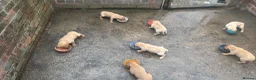 Labrador Retriever dogs for sale: 8 beautiful labradors for sale.  - Advert 10
