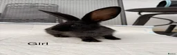 Continental Giant rabbits for sale: Continental giant x New Zealand  - Advert 8