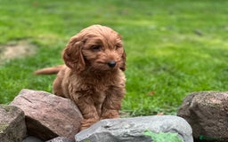 Cockapoo dogs for sale: Stunning cockapoos ready now for loving homes  - Image 4
