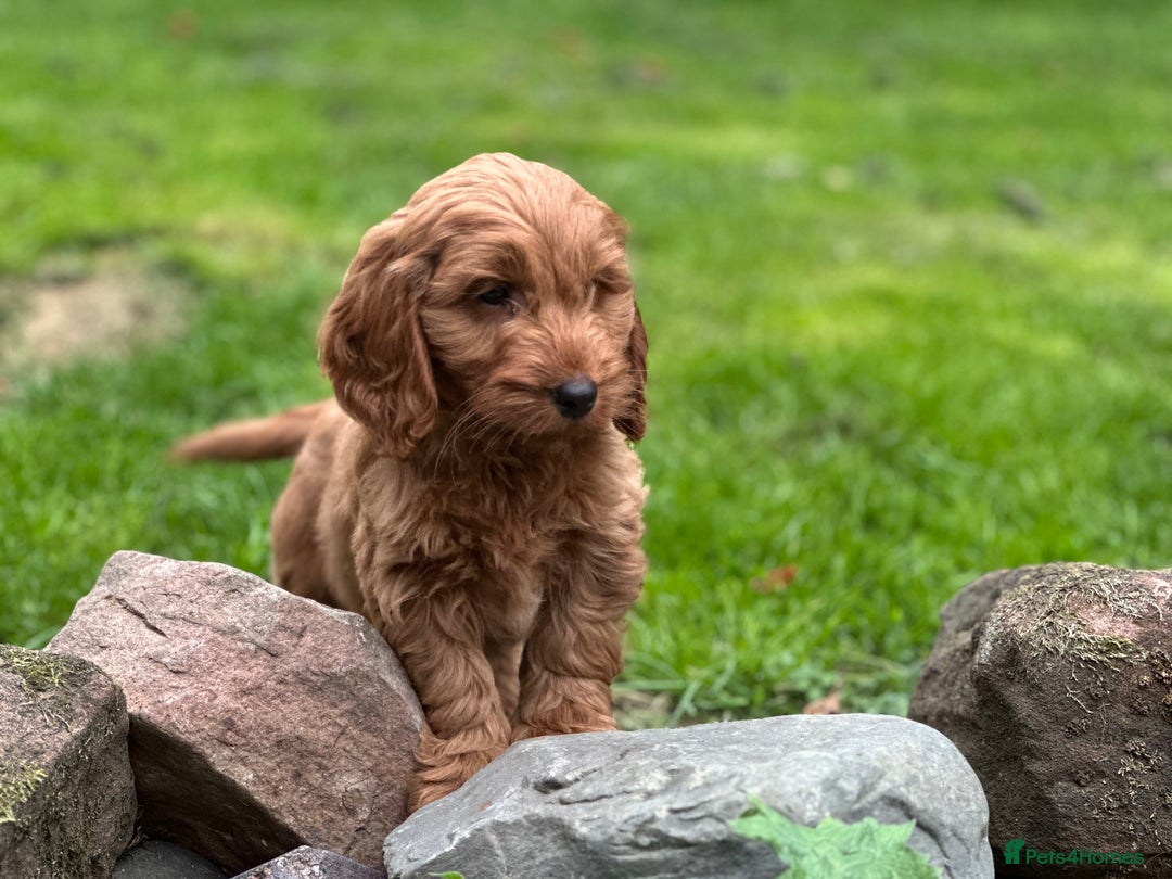Cockapoo dogs for sale: Stunning cockapoos ready now for loving homes  - Image 4