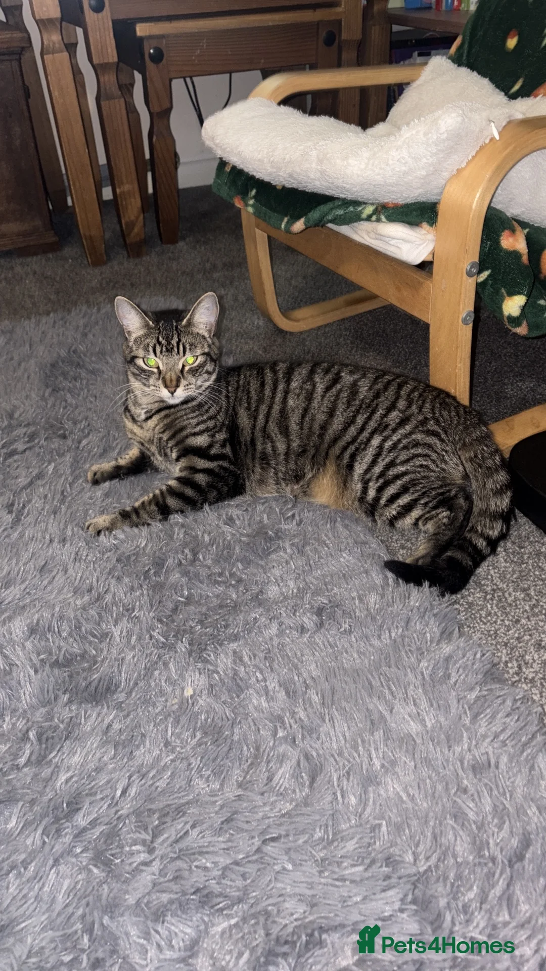 Domestic Shorthair cats for sale: Four beautiful healthy happy kittens  - Advert 31