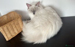 Ragdoll cats for sale: 💔 Rehoming Active Ragdoll Queens TICA Registered - Image 7