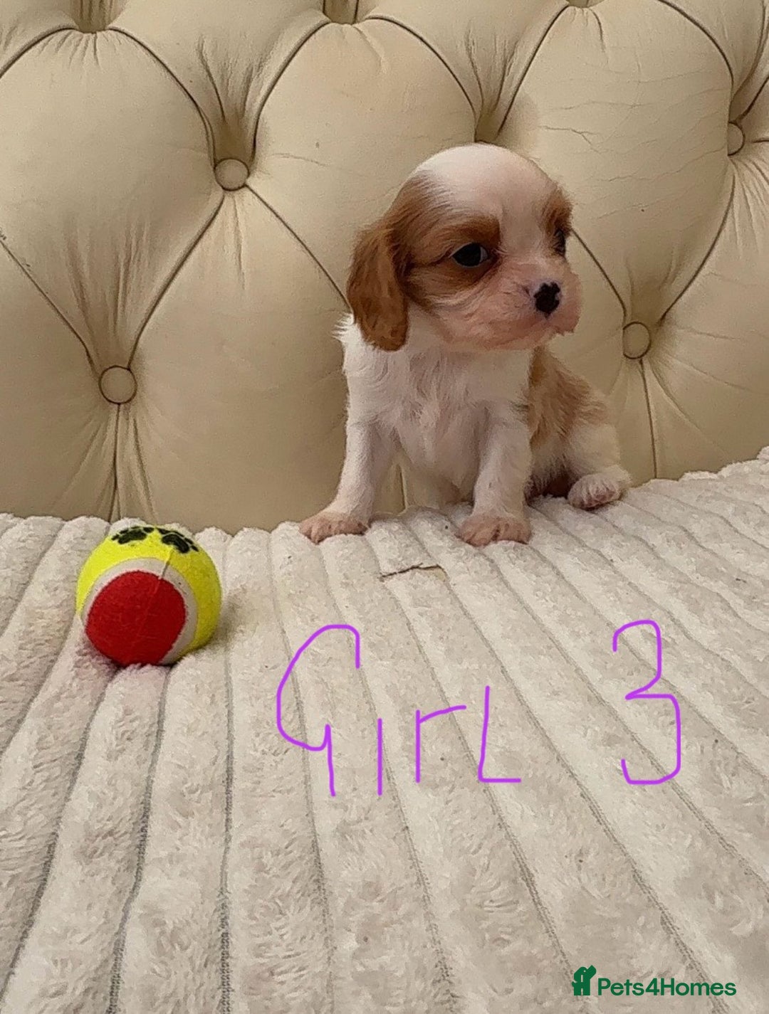 Cavalier King Charles Spaniel dogs for sale: 🐶 true miniature King Charles puppy’s 🐶 - Image 11