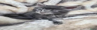 Maine Coon 1