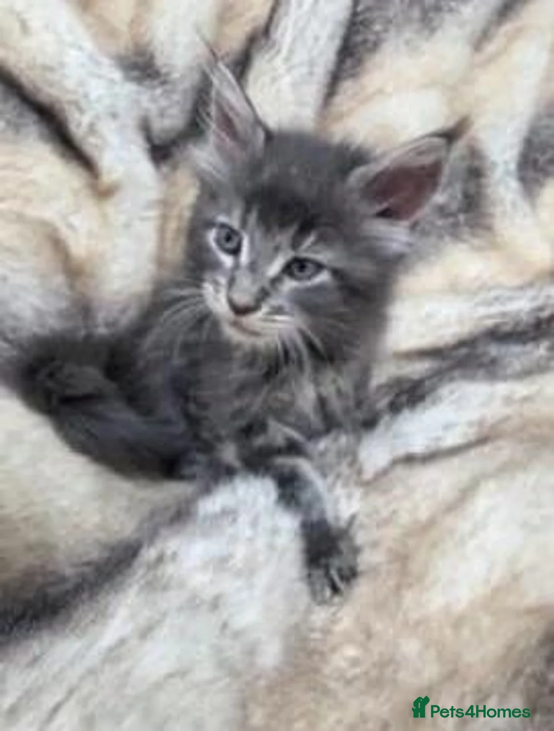 Maine Coon cats for sale: Maine Coon kittens for sale  in London - Advert 2