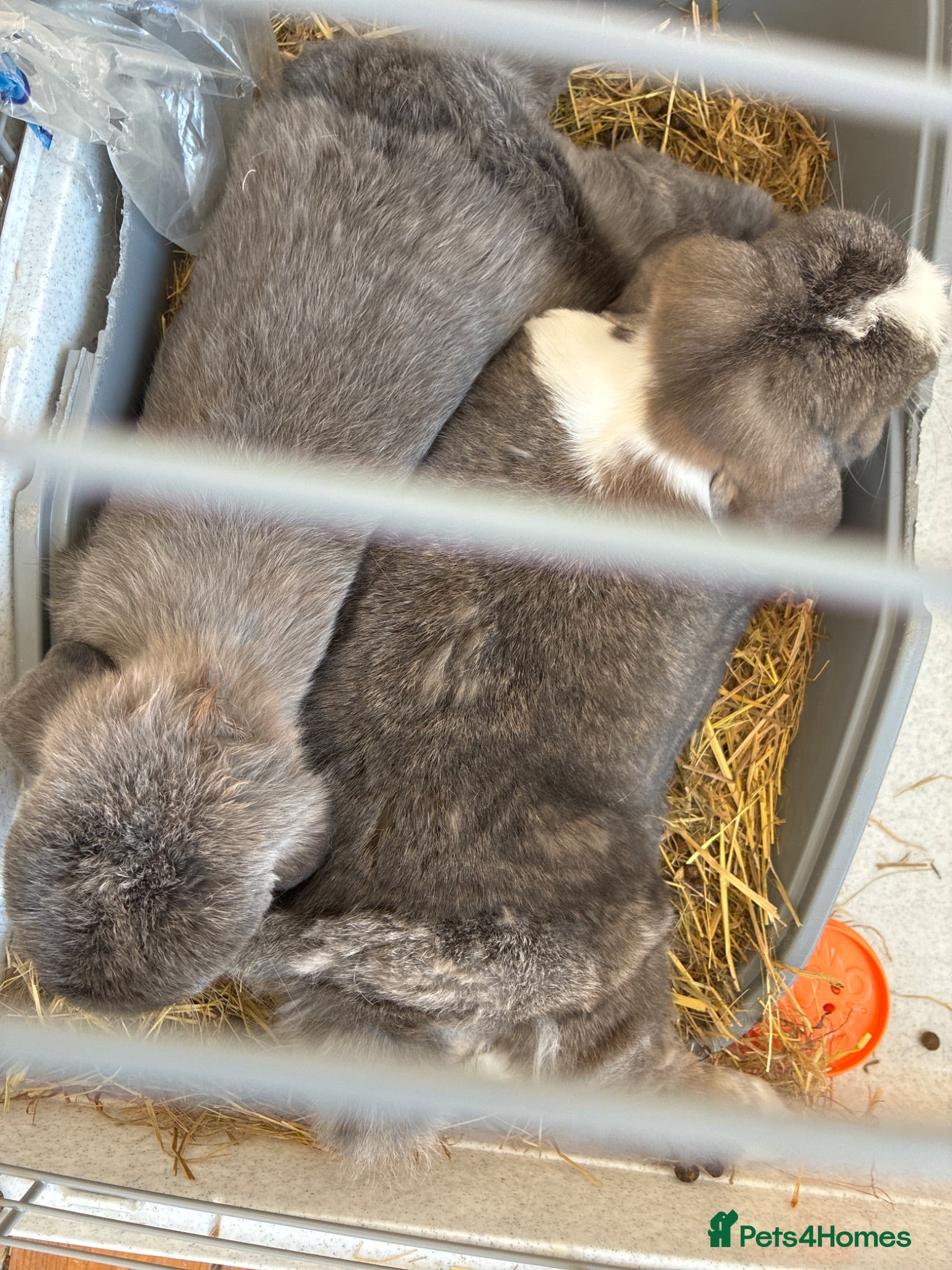 Mini Lop rabbits 2 bonded mini lop  - Advert 4