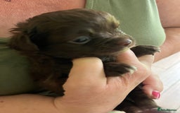 Chihuahua dogs for sale: Rare chocolate chihuahua puppies - Image 19