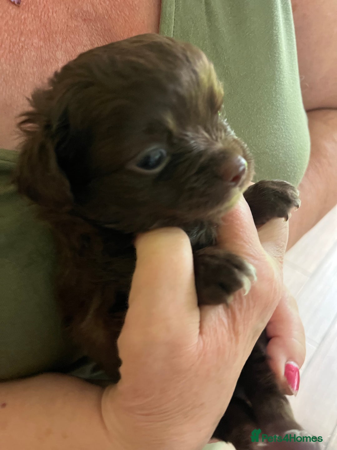 Chihuahua dogs for sale: Rare chocolate chihuahua puppies - Image 19